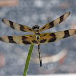 Halloween Pennant