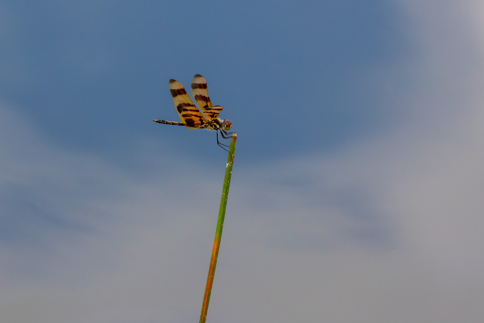 Halloween pennant dragonfly...