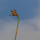 Halloween pennant dragonfly...