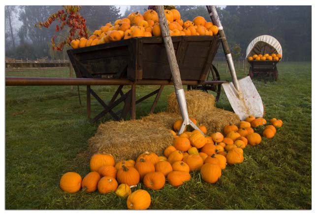 Halloween-Pumpkin harvest