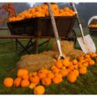 Halloween-Pumpkin harvest