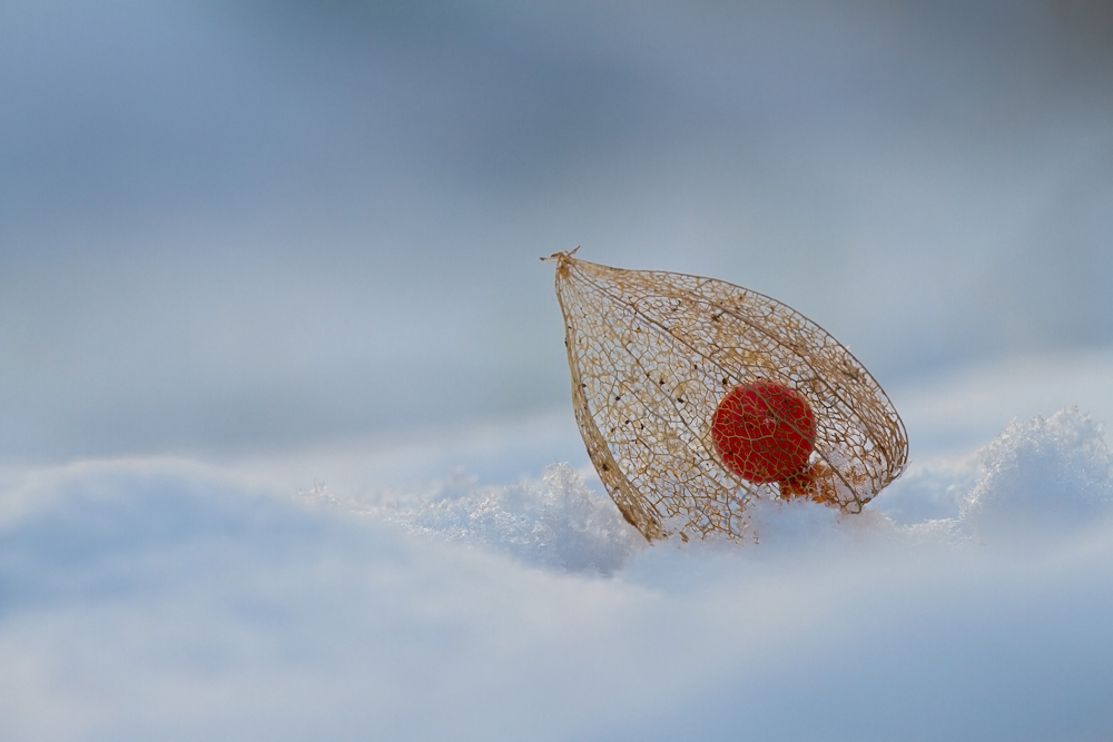 Halloween Queen im Schnee