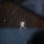 Halloween Spinne