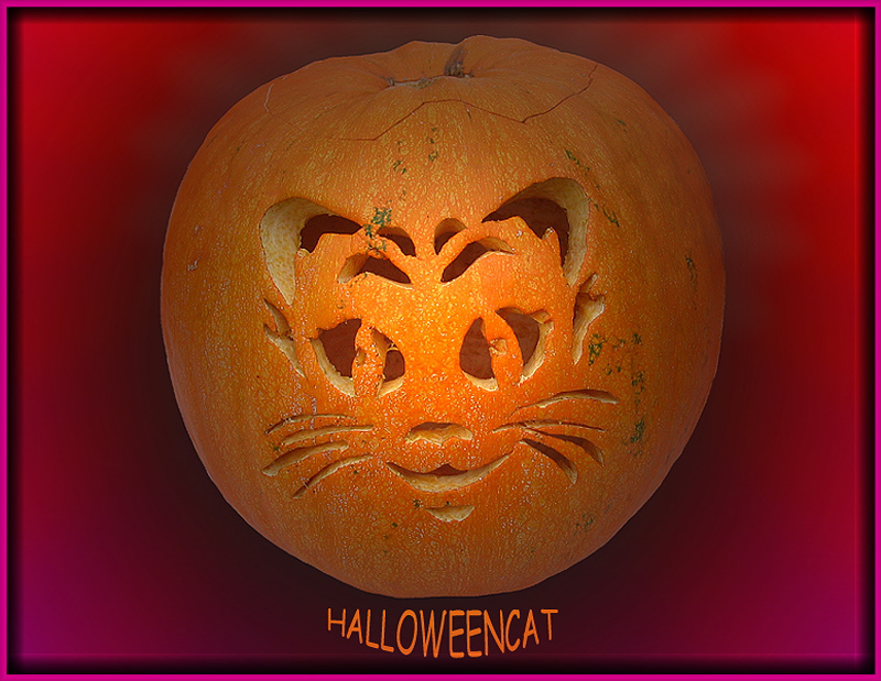 HALLOWEENCAT