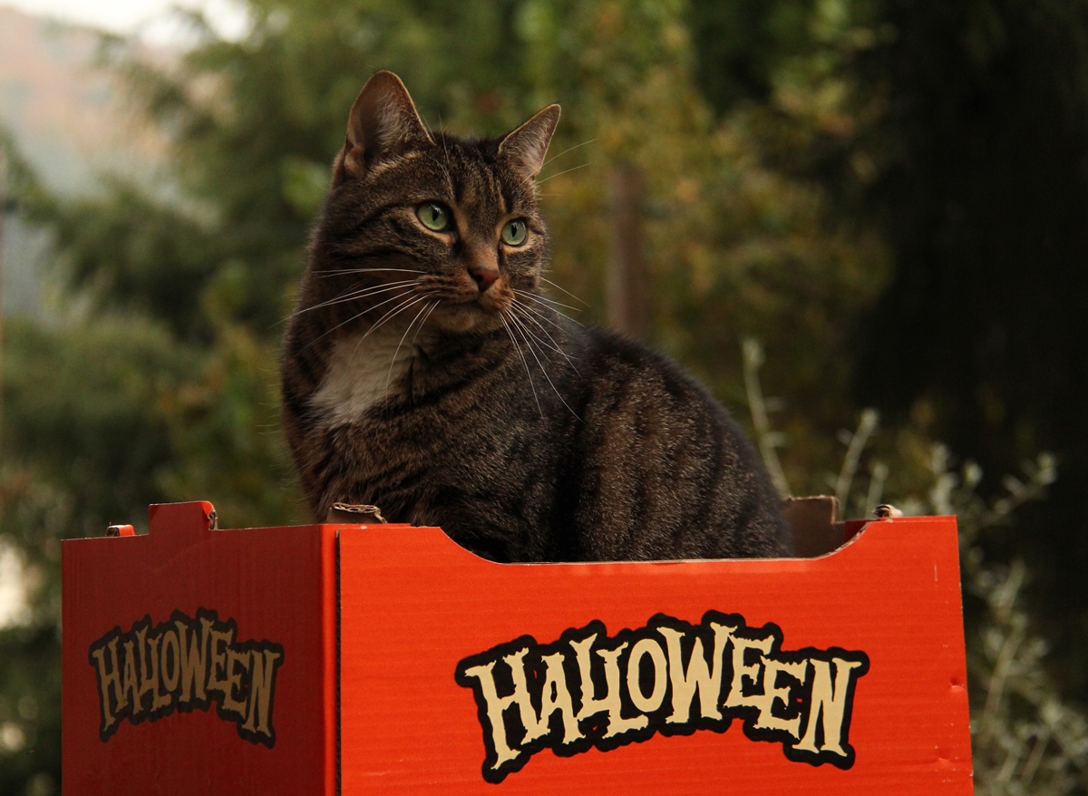 HalloweenKATER