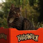 HalloweenKATER