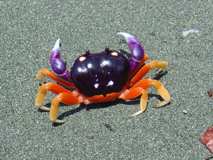 Halloweenkrabbe an der Karibikküste in Nicaragua