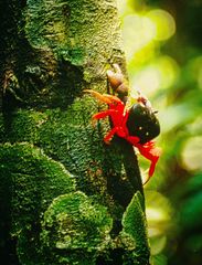 Halloweenkrabbe, Gecarcinus quadratus (KEIN Playmobil!)