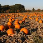 Hallowen kann kommen