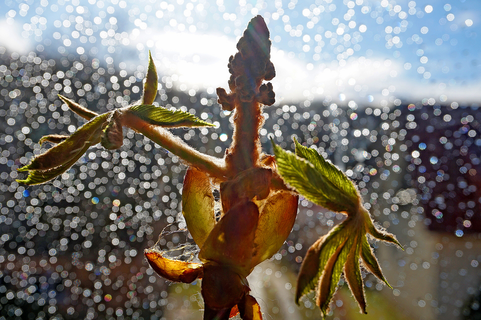 Hallo,will die Sonne nicht den Regen