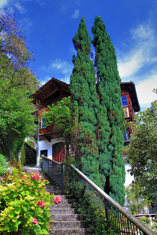 Hallstatt mit Zypresse