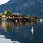 Hallstatt & Schwan