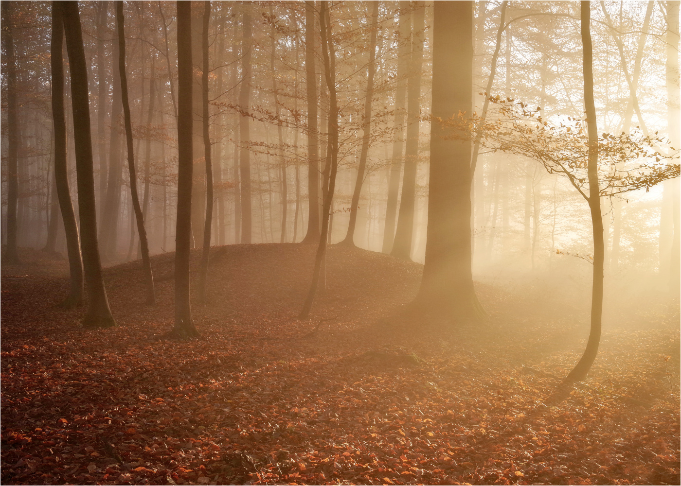 Hallstattzeitlicher Grabhügel im Herbstwald