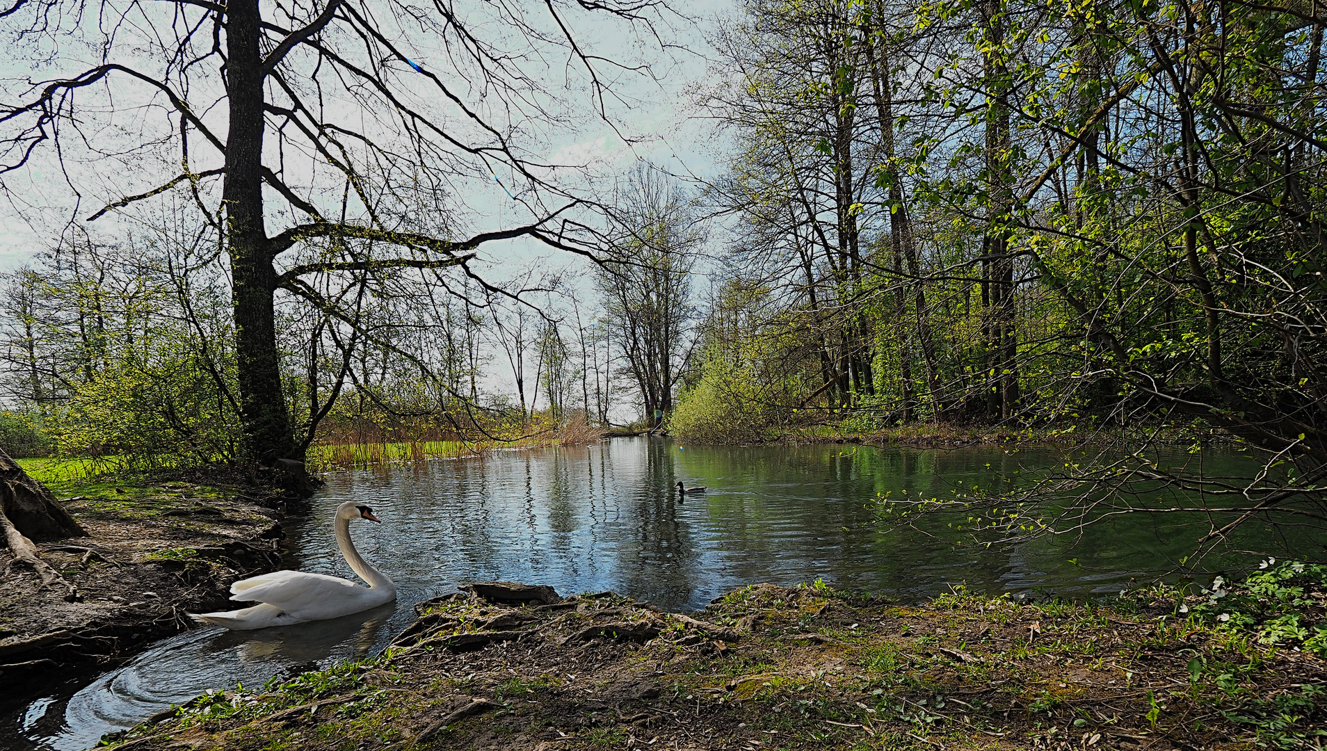 Hallwyl beim Schloss Wasser Schwan 