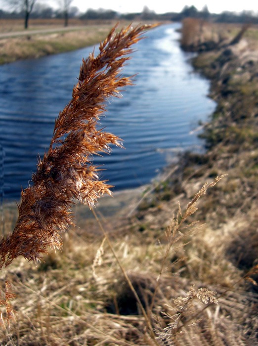 Halm im Wind