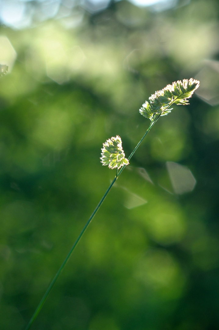 Halm im Wind