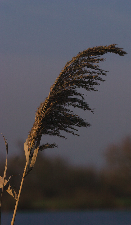 Halm im Wind