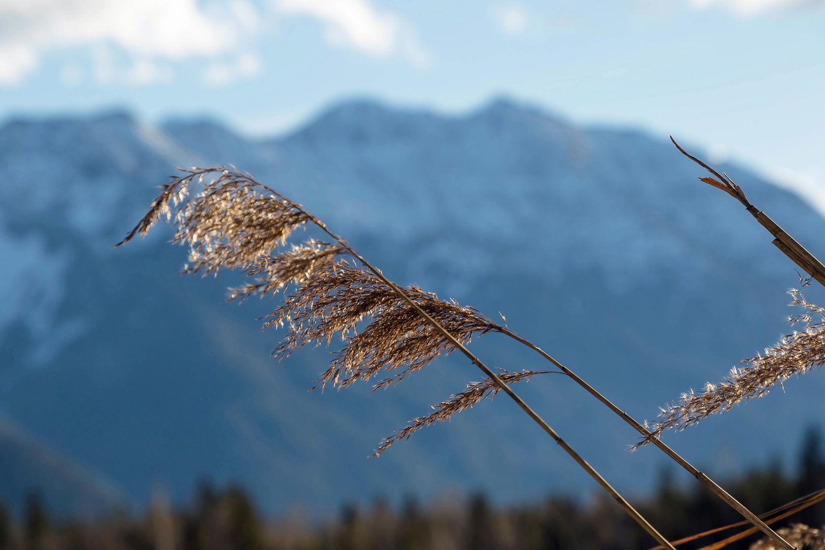 Halm im Wind