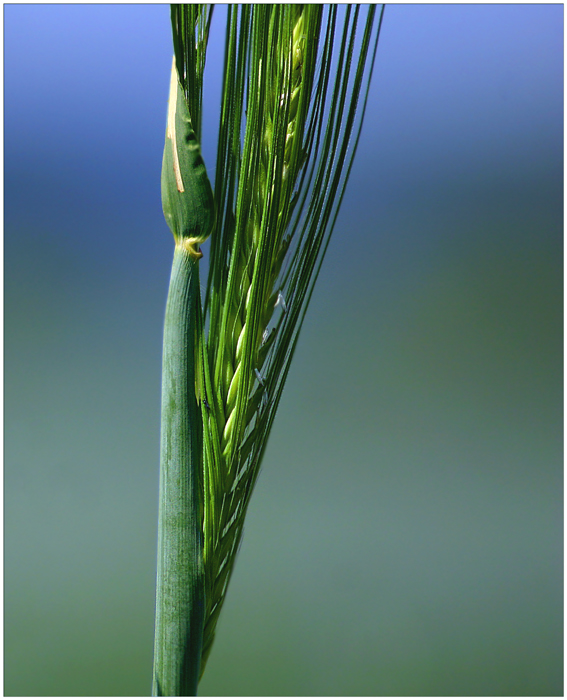 Halm vor grün-blauem Hintergrund.....