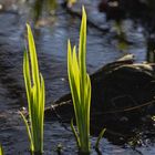 Halme am Hagenburger Kanal