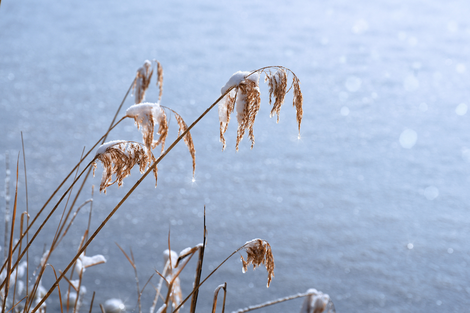 Halme am See