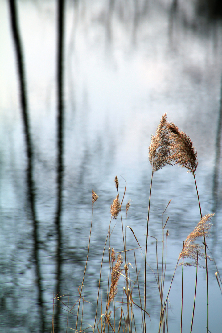 Halme am Seeufer