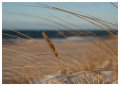 Halme am Strand