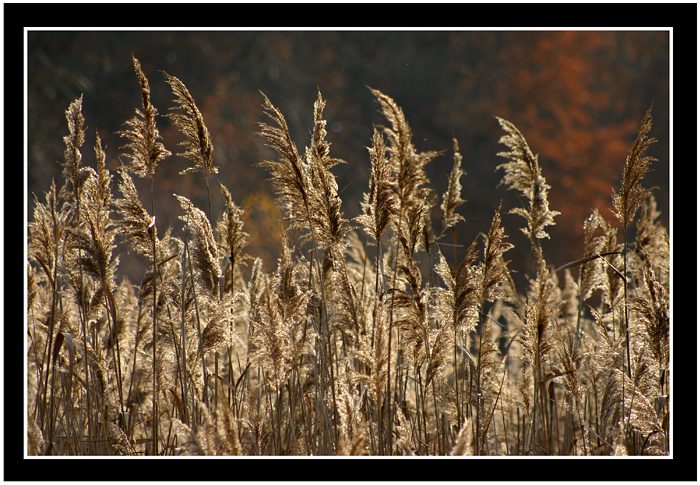 Halme im Gegenlicht