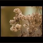 Halme im Herbstwind