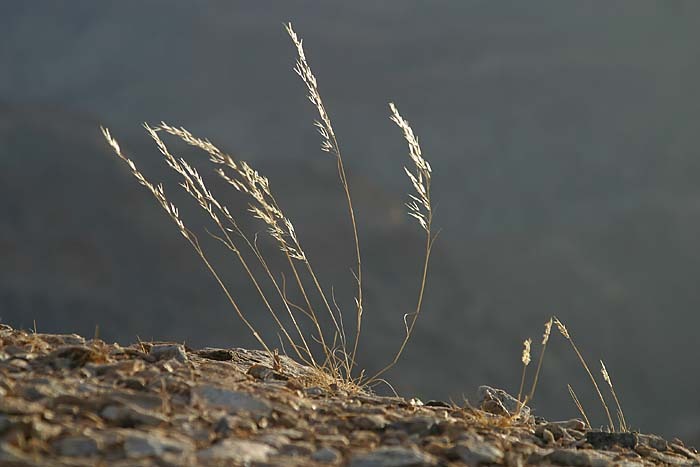 Halme im leisen Wind