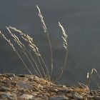 Halme im leisen Wind