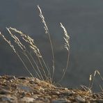 Halme im leisen Wind