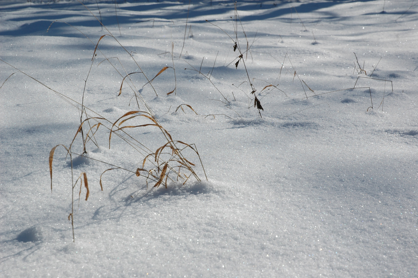 Halme im Schnee