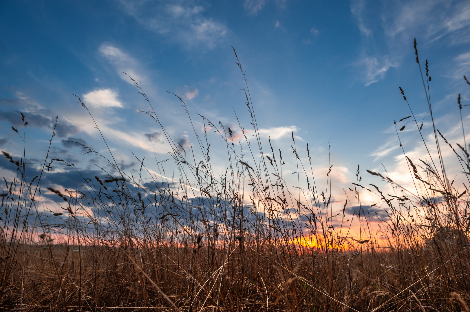 Halme im Sonnenuntergang