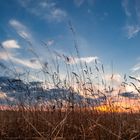 Halme im Sonnenuntergang