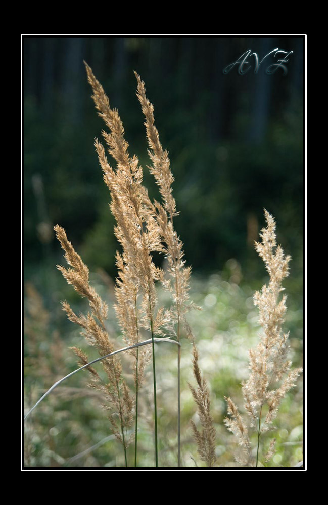 Halme im Wind