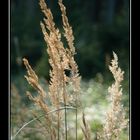 Halme im Wind