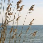 Halme im Wind auf Rügen