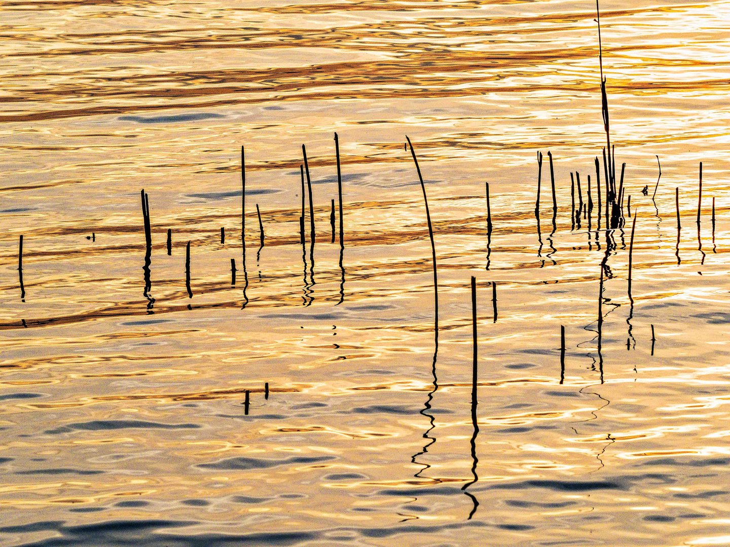 Halme in der Abendsonne