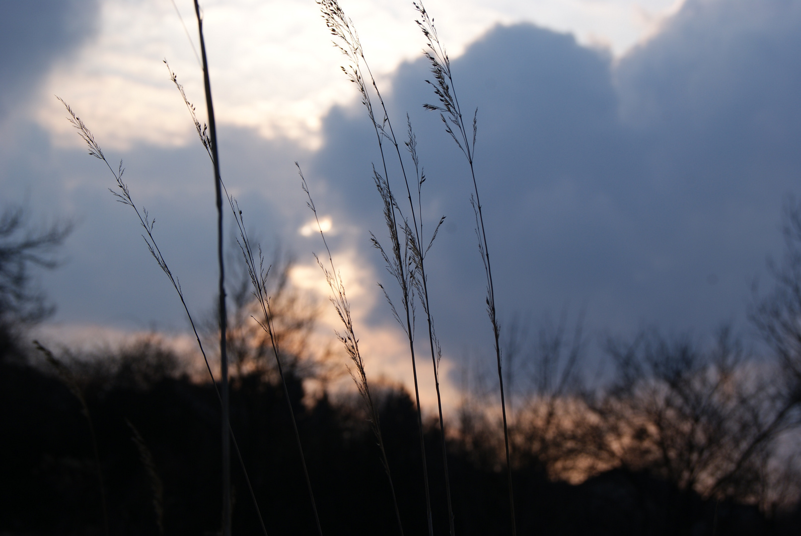 Halme in der Abendsonne