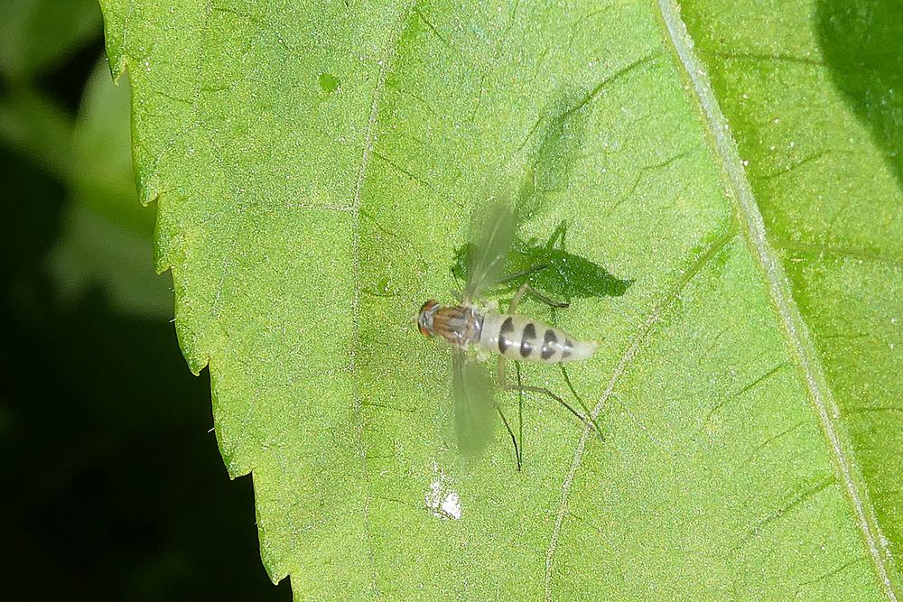 Halmfliege - Meromyza ornata