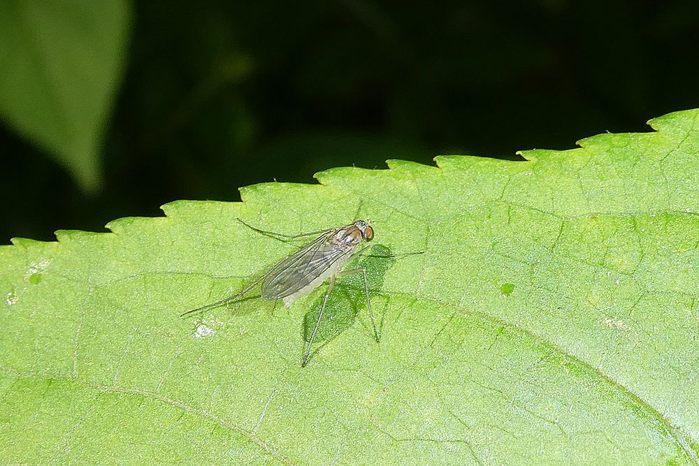 Halmfliege - Meromyza ornata