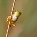 Halmfrosch