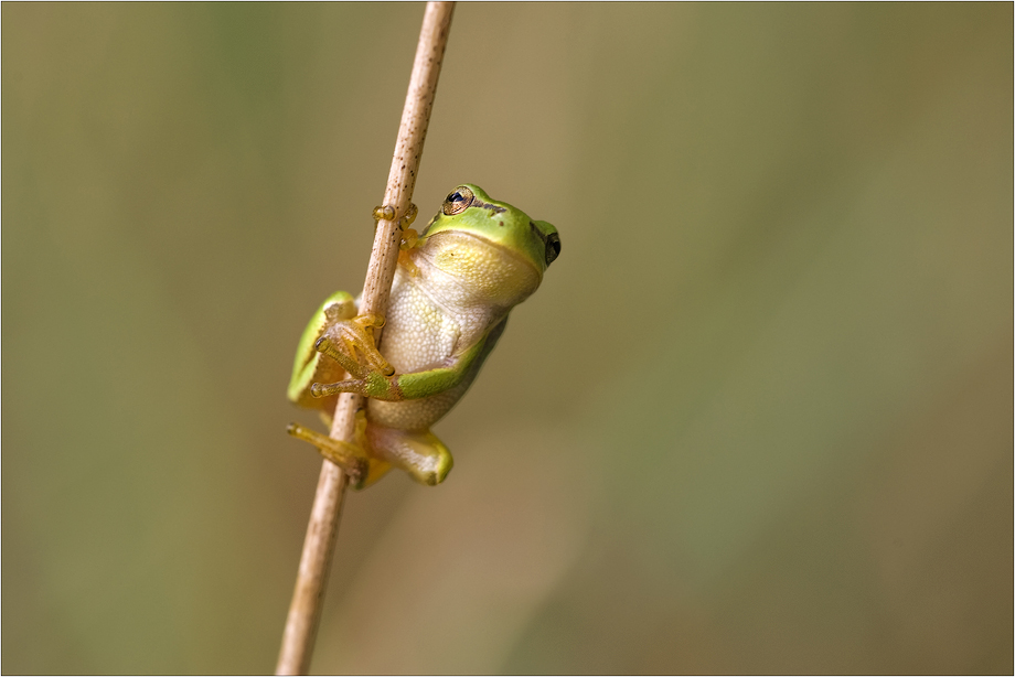 Halmfrosch