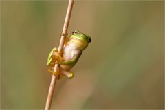 Halmfrosch