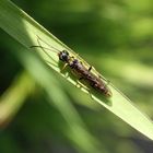 Halmwespe (Cephus spinipes) im heimischen Garten