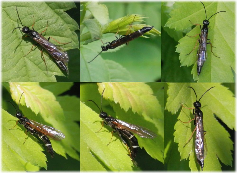 Halmwespe (vielleicht Hartigia sp.)