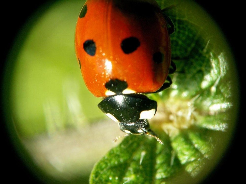 Halo sur la coccinelle von lebeaujus 