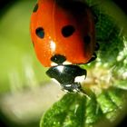 Halo sur la coccinelle