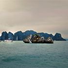 Halong 4